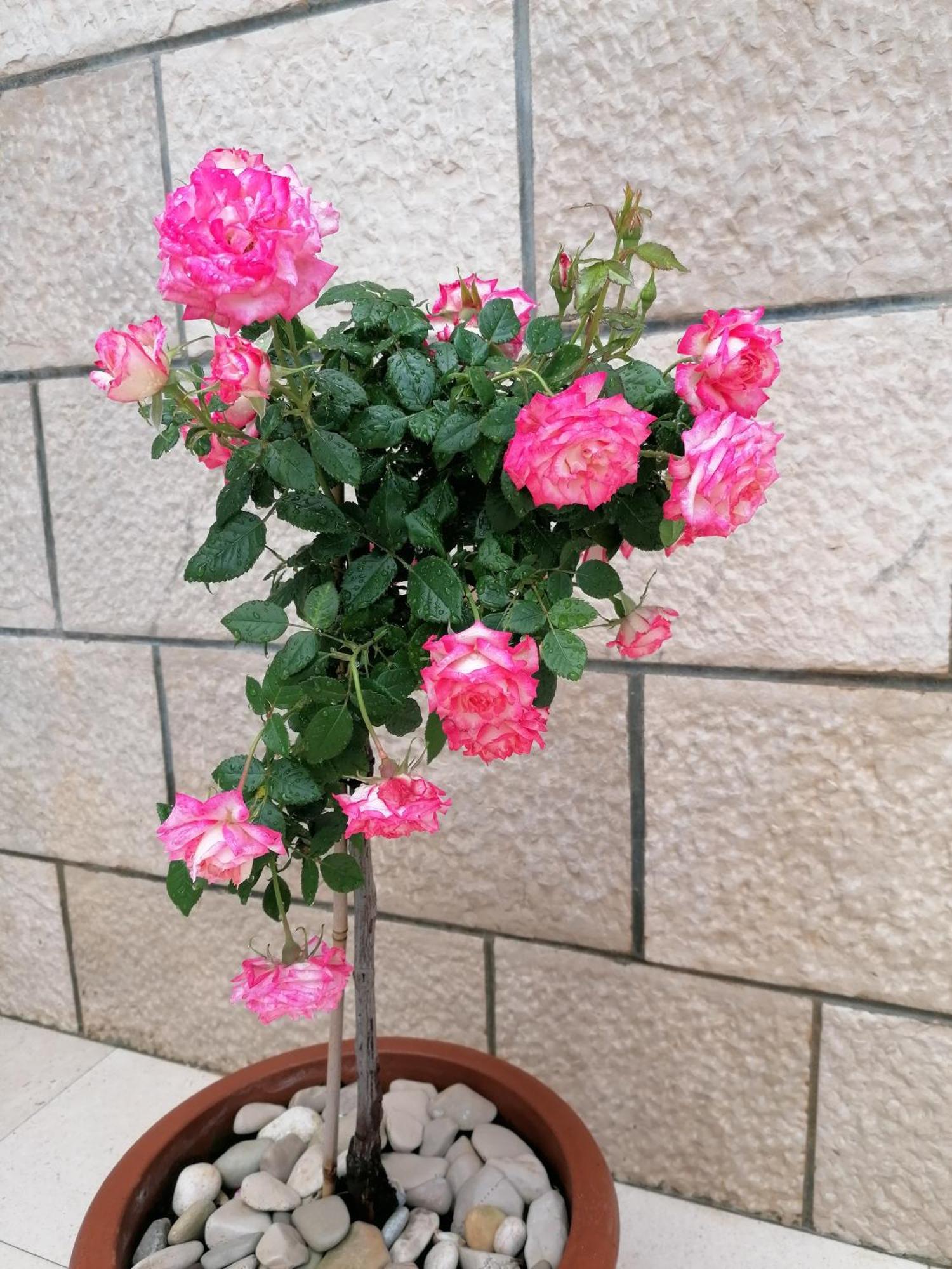 Apartman Ruzica Pucisca Luaran gambar